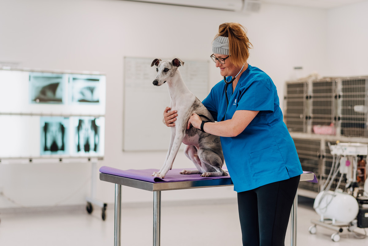 Study New Zealand Certificate in Animal Technology (Veterinary Nursing